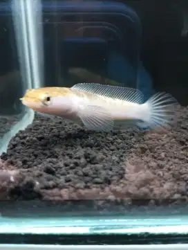 Ikan Channa-Chana Singel Tank