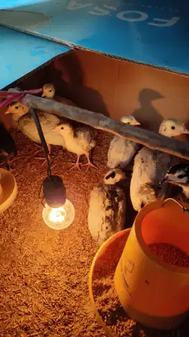Anak ayam kalkun