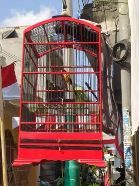 Burung cendet + sangkar