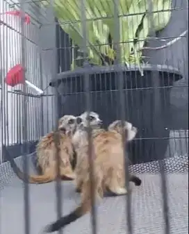 sepasang garangan hias m3rkat 1 thn siap koleksi piaraan exotik manteb