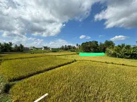 Dijual santai  Tanah dijual lokasi tebongkang ubud