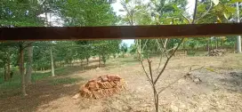 Dijual Tanah Kebon