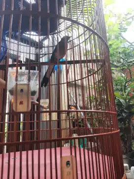 Murai muda hutan