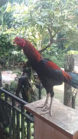 Ayam jago Bangkok x Pakhoy