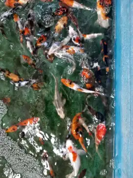 Koi jenis mixed sehat jual borongan