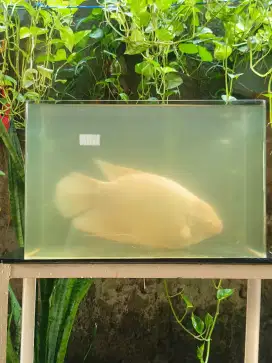 IKAN GURAME PADANG 1,5 kg