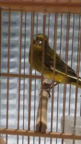 Burung kenari AF gacor