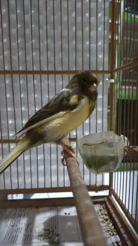 Burung kenari F1ys gacor