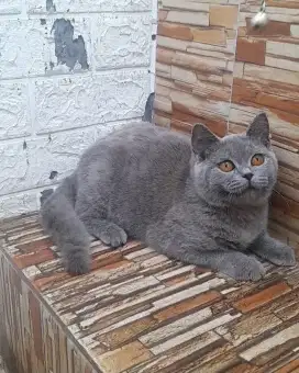 British shorthair jantan