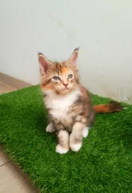 Kitten MaineCoon Betina Pure No mix. Induk ped Cfa Maine Coon