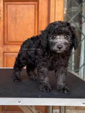 Silver  Poodle, Teman Setia dengan Kepribadian Menawan!