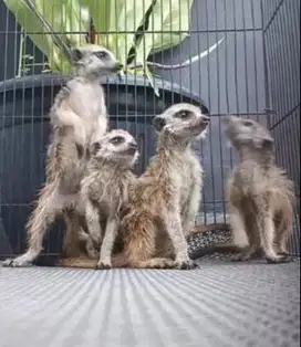 sepasang garangan hias m3rkat 1 thn siap piara koleksi exotik unik top