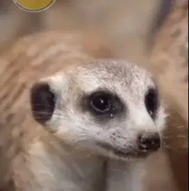 sepasang garangan hias m3rkat 1 thn siap piara koleksi exotik unik top