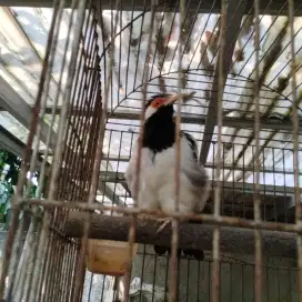 Burung Jalak Suren Gacor