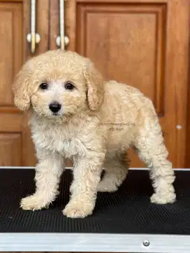 Poodle, Anjing Imut yang Penuh Energi dan Kasih Sayang!