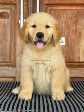 Golden Retriever, Anjing Cerdas dan Penuh Kasih Sayang!