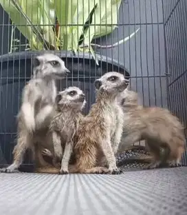 sepasang musang hias m3rkat 1 thn siap koleksian exotik unik rawatan
