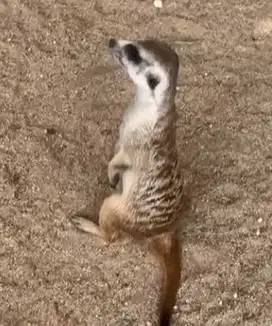 sepasang musang hias merkat 1 thn siap koleksian exotik unik rawatan