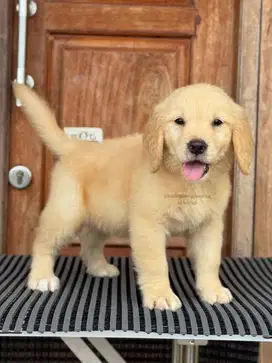 Golden Retriever, Si Penuh Keceriaan yang Menanti Rumah Baru!