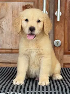 Anjing Golden Retriever, Imut dan Penuh Energi, Peliharaan Ideal!