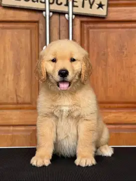 Golden Retriever, Penuh Kasih dan Setia, Teman Setia Anda!