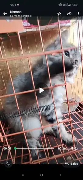 Kucing munchkin