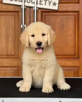 Anjing Golden Retriever, Si Penuh Kasih Sayang yang Penuh Energi!