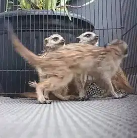 sepasang garangan hias m3rkat 1 thn siap piara hobby koleksi unik puas