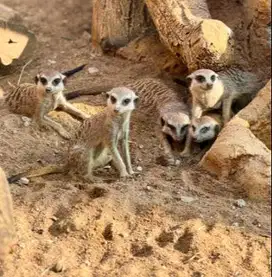 sepasang garangan hias merkat 1 thn siap piara hobby koleksi unik puas