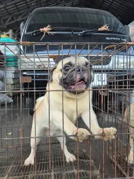 Anjing pug male dan female