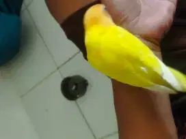 Burung Lovebird Lutino