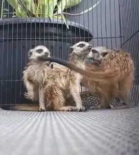 sepasang garagan hias m3rkat 1 thn siap piara koleksi exotik unik puas