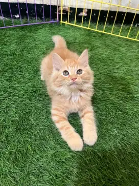 Ready mix mainecoon all jantan