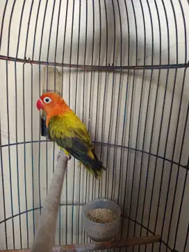 Lovebird biola ewing gold