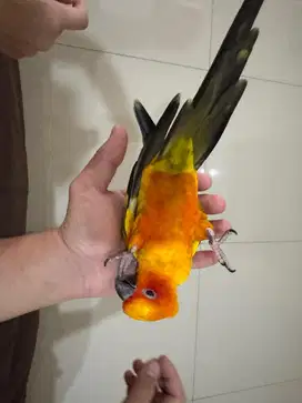 Sun Conure Jinak Skill Free Fly