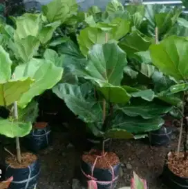 Tanaman Katapang biola