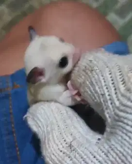 Sugar Glider WF Moza