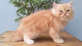 KUCING PERSIA FLATNOSE JANTAN 2 BULAN CREAM MARBLE