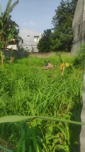 Tanah kavling cocok buat rumah murah dekat pintu tol di cileungsi bogo