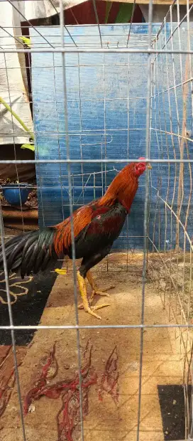 Ayam pakhoyxBK usia 6bln