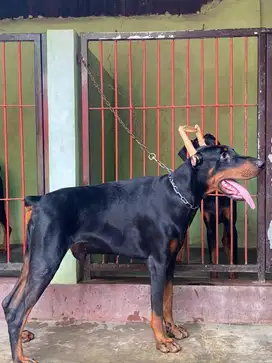 Doberman jantan 9bulan