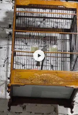 Burung kenari Starblue Gacor