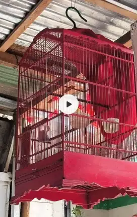 Burung kenari kuning gacor
