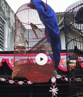 Burung prenjak PP
