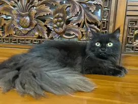 Kucing persia jantan