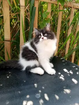 Kucing Persia medium