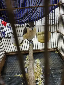 Burung cendet MNYET