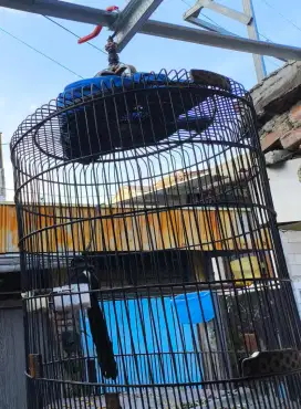 Murai batu pe 20