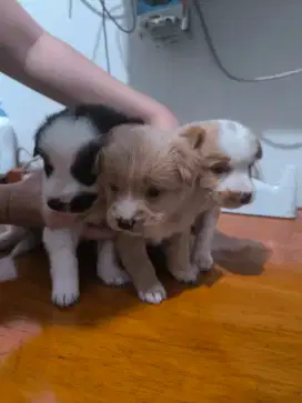 Anak anjing lucu