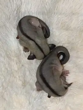 Mix joey sugar glider leucistic & classic